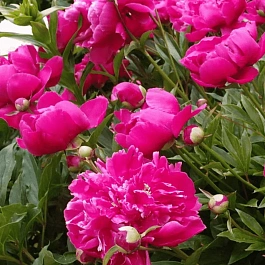 Пион Молочноцветковый Bunker Hill