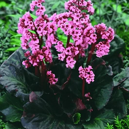 Бадан гибридный Dark Margin