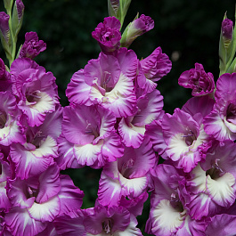 Гладиолус крупноцветковый Анук