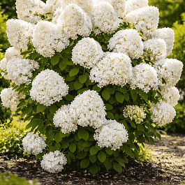 Гортензия метельчатая Summer Snow