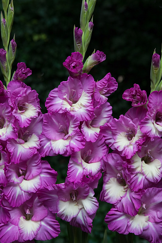 Гладиолус крупноцветковый Анук Гладиолус крупноцветковый Анук