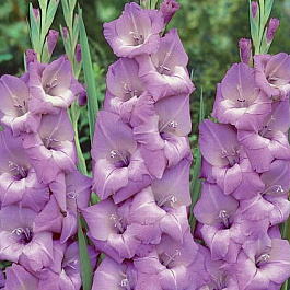 Гладиолус крупноцветковый Медитерран