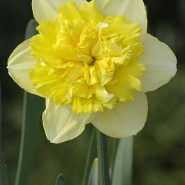Нарцисс махровый Фулл Хаус