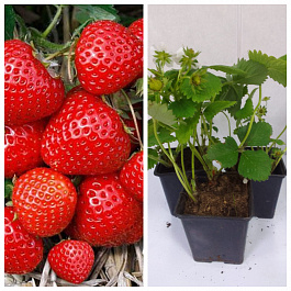 Земляника садовая Элеганс НАБОР 3ШТ