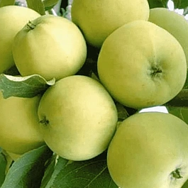 Яблоня  Папировка