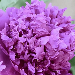 Пион древовидный Limpid Dews on Two-horned Flower