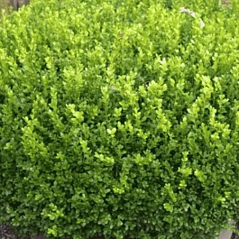 Самшит мелколистный Faulkner