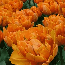 Тюльпан Махровый Monte Orange
