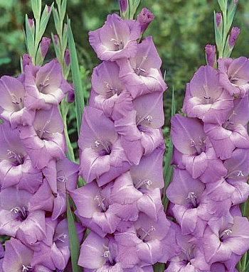 Гладиолус крупноцветковый Медитерран