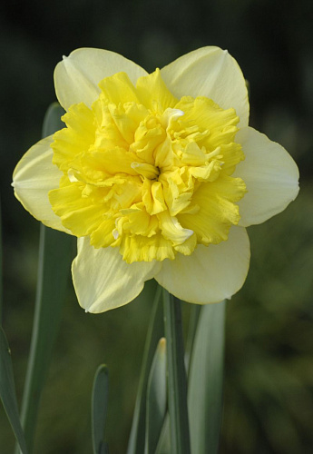 Нарцисс махровый Фулл Хаус