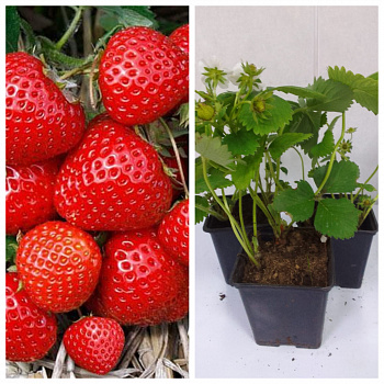 Земляника садовая Элеганс НАБОР 3ШТ