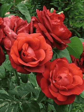 Роза чайно-гибридная Terracotta