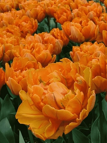 Тюльпан Махровый Monte Orange