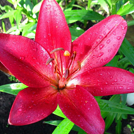 Лилия ЛА-гибрид Лаксми