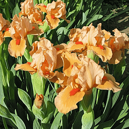 Ирис карликовый Orange Caper