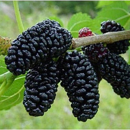 Шелковица черная