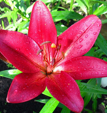 Лилия ЛА-гибрид Лаксми