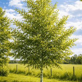 Береза повислая Schneverdinger Goldbirke