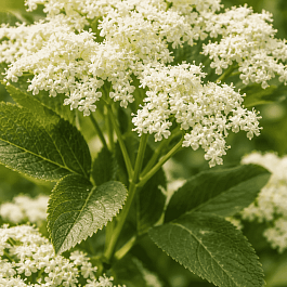 Бузина черная  Obelisk