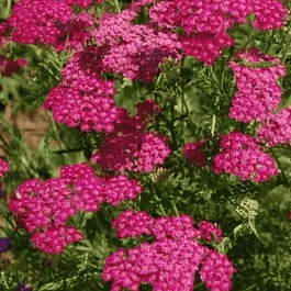 Тысячелистник обыкновенный Cerise Queen