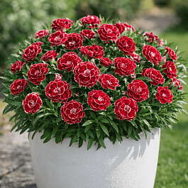 Гвоздика Oscar Burgundy White