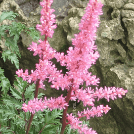 Астильба курчавая Perkeo