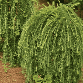 Лиственница японская Stiff Weaper на штамбе