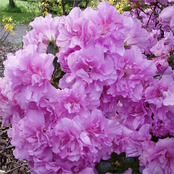 Азалия японская Элси Ли