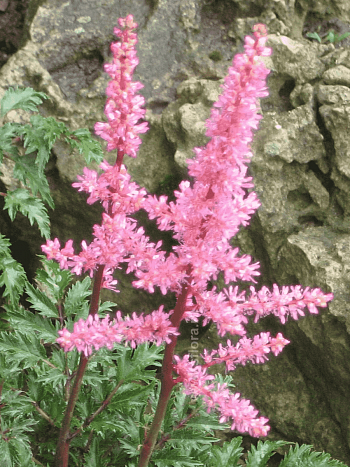 Астильба курчавая Perkeo