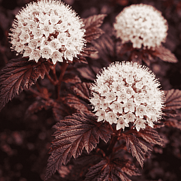 Пузыреплодник калинолистный Panther