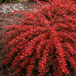 Барбарис Тунберга Red Carpet