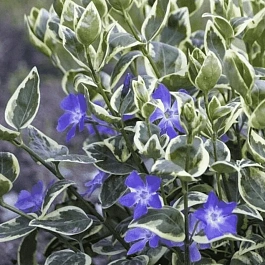Барвинок малый Highland Variegata