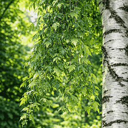 Береза повислая Crispa