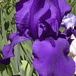 Ирис германский Matinata