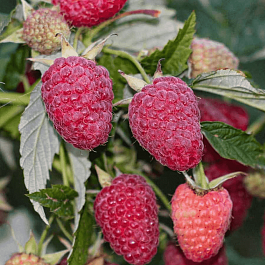 Малина Малиновая Гряда