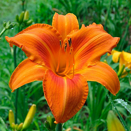 Лилейник гибридный ЛонГо Ориндж ПАТИО Лилейник гибридный ЛонГо Ориндж ПАТИО