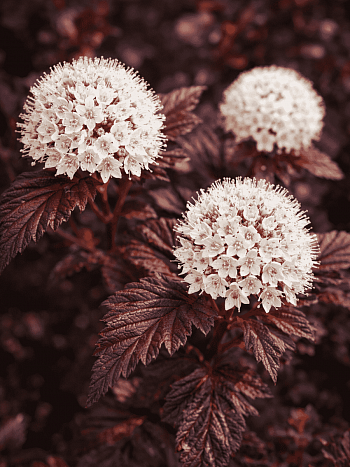 Пузыреплодник калинолистный Panther