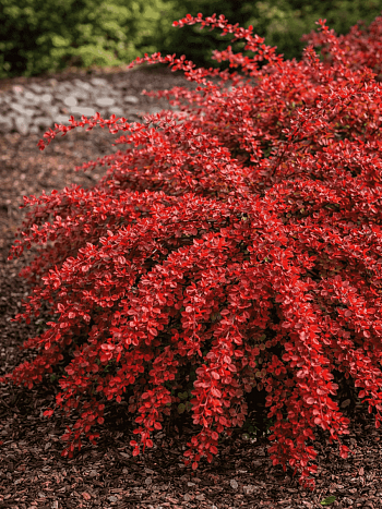 Барбарис Тунберга Red Carpet