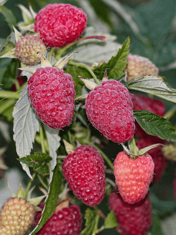 Малина Малиновая Гряда