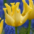 Тюльпан Yellow Crown