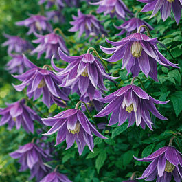 Клематис гибридный Cecile