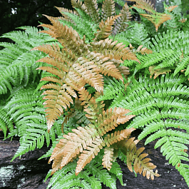 Щитовник красносорусовый Autumn