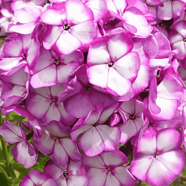 Флокс метельчатый Sweet Summer Fantasy