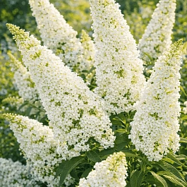Буддлея давида White Profusion