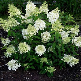 Гортензия метельчатая Долли