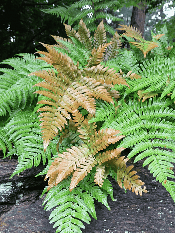 Щитовник красносорусовый Autumn