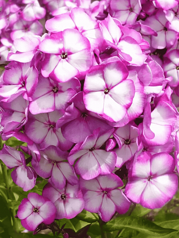 Флокс метельчатый Sweet Summer Fantasy