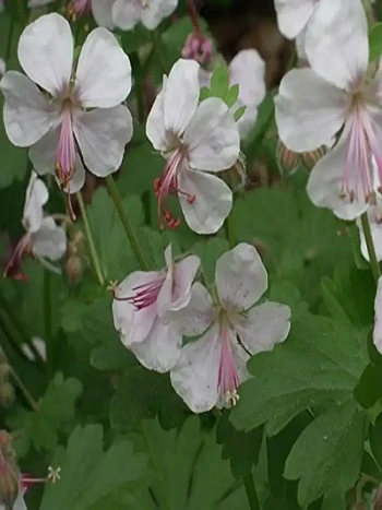 Герань кембриджская Saint Ola