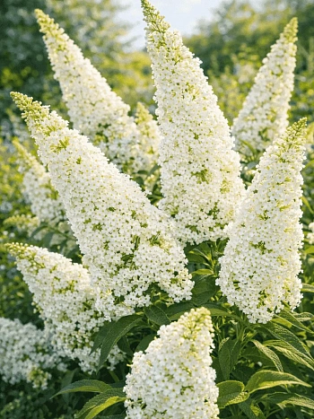 Буддлея давида White Profusion