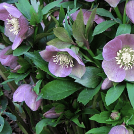 Морозник восточный Pink Lady